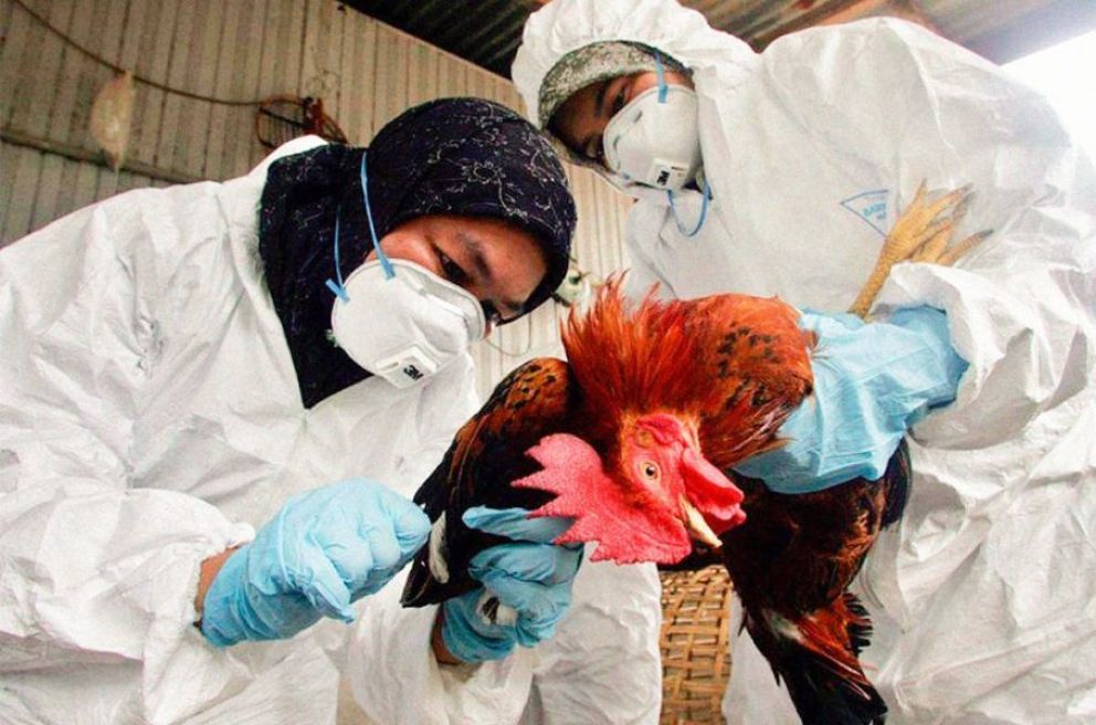 Confirman gripe aviar a minutos de Neuquén capital
