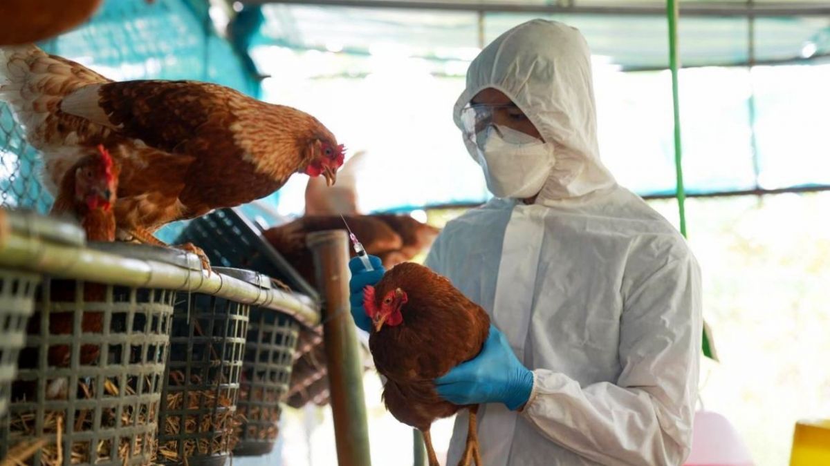 Gripe aviar: sacrificarán animales en granja de Senillosa