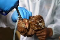 Por la gripe aviar, piden asistencia a productores