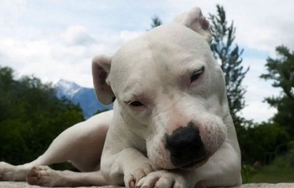 Indignación vecinal por sujeto que mató de un tiro a un dogo 